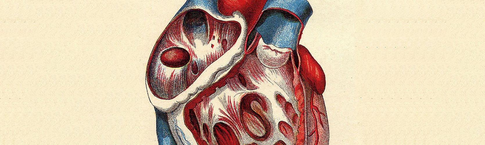 Close-up medical illustration of the chambers of the heart muscle.